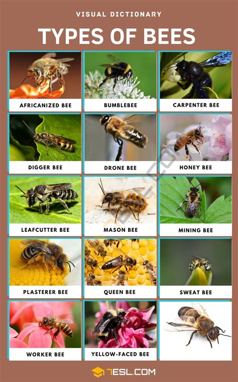 types of bee in the philippines|Different Types Of Honey Bees .